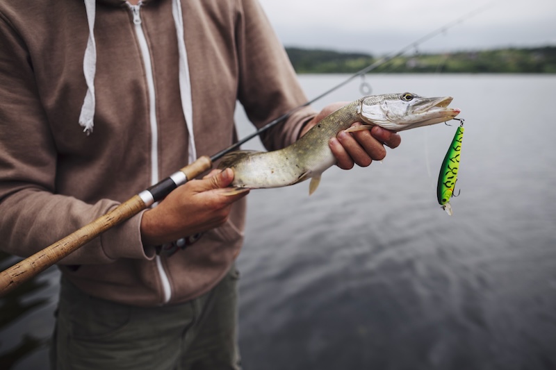 Pêche au Brochet : techniques, leurres et meilleurs coins
